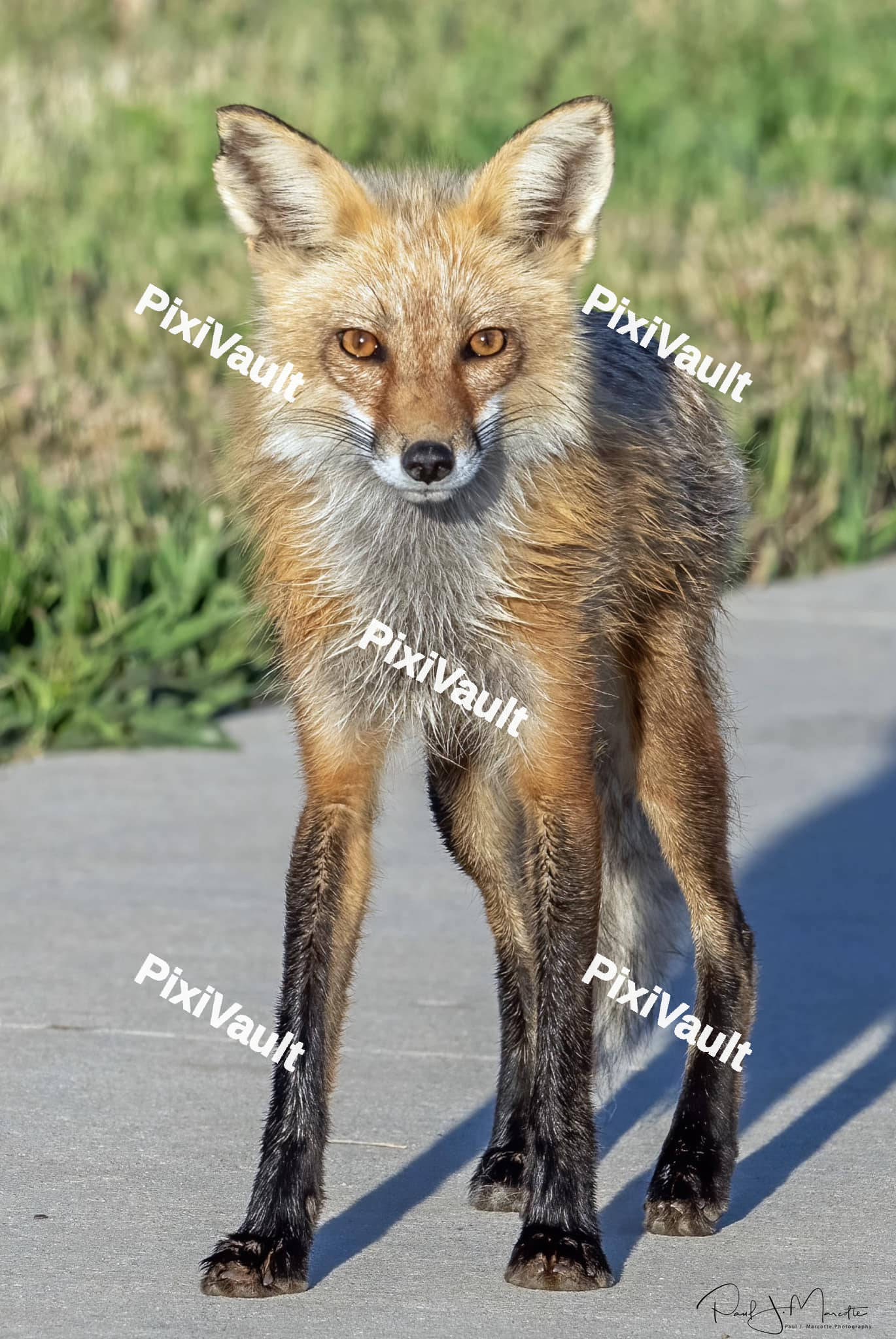 Eastern American Red fox